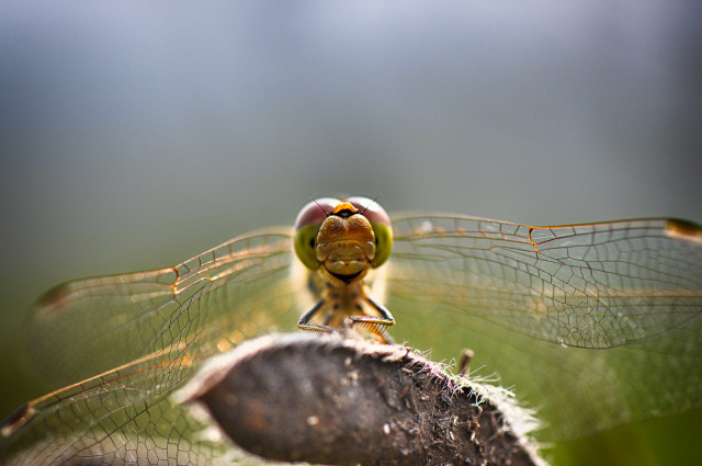 Makro