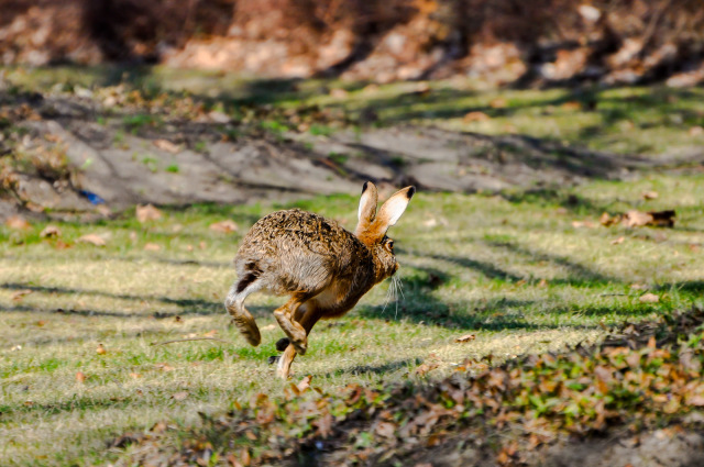 Tiere