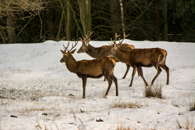 Wildgehege Glauer Tal